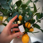LUXURY DIFFUSER OILS - FOR ELECTRIC HUMIDIFIER/TEA LIGHT DIFFUSERS